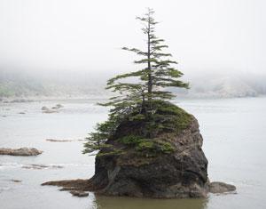 tree on a rock